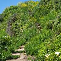 The hidden valley of Calla Lilies 