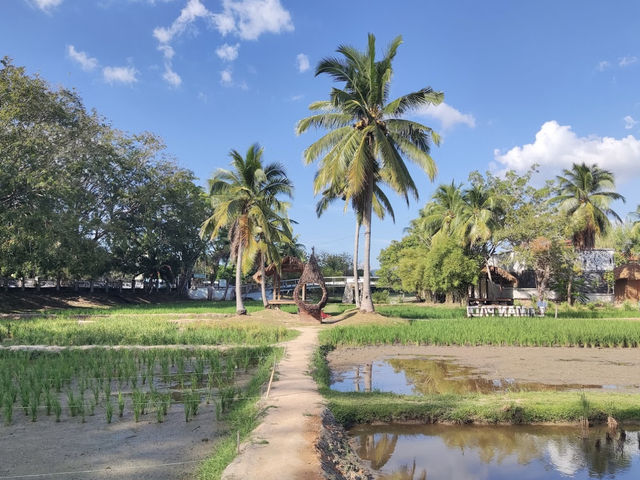 Laman Padi Langkawi 
