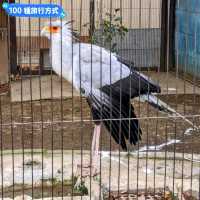 日本東京-大人小孩都喜歡的動物明星：上野動物園