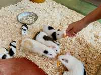 Langkawi Wildlife Park