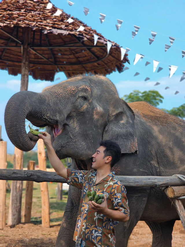Cafe Elephant 🐘🌳