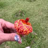 Spring Garden Kundasang, A Slice of Nature's Paradise