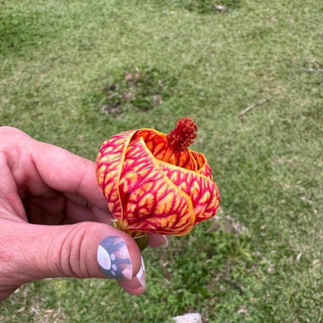 Spring Garden Kundasang, A Slice of Nature's Paradise