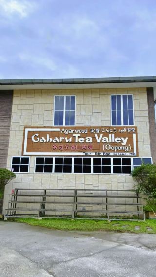 Gaharu Tea & Nature Bliss: A Hidden Gem in Gopeng