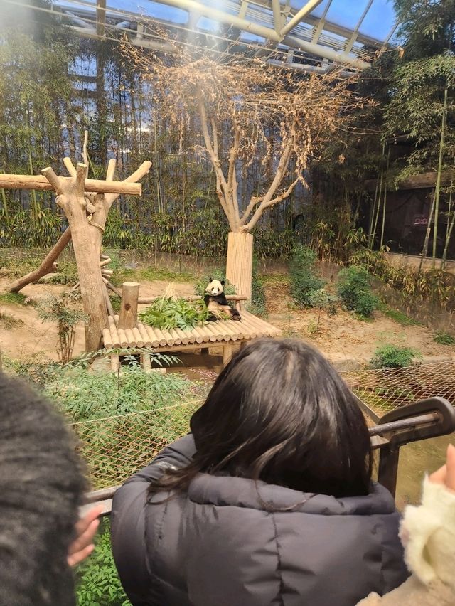 가족과 함께 하기좋은  판다투어지 판다월드❤️