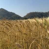 ชมทุ่งข้าวสาลีที่เชียงใหม่🌾