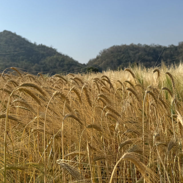 ชมทุ่งข้าวสาลีที่เชียงใหม่🌾
