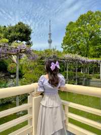藤とスカイツリーが楽しめるスポット🪻🗼
