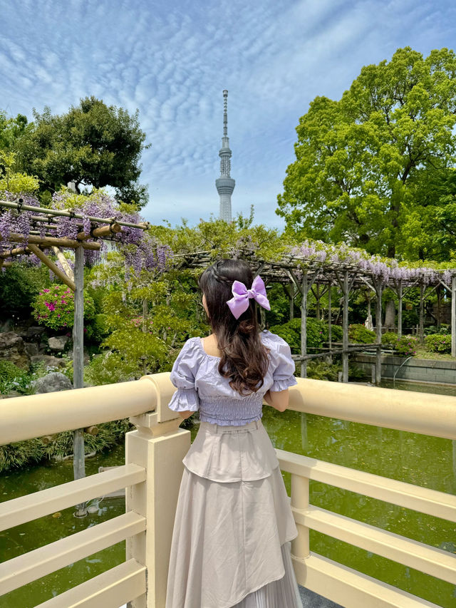 藤とスカイツリーが楽しめるスポット🪻🗼