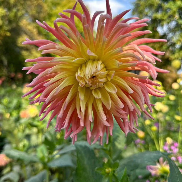～牛津大學哈考特植物園～增長植物知識好去處～