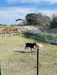 【愛知県:南知多】もこもこのコキアが可愛い観光農園花ひろば