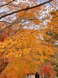 【山梨】富士山見ながら紅葉狩り