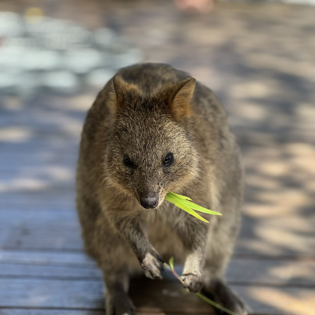 世界一幸せな動物