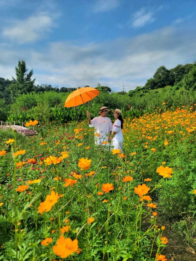 가을인생샷 남기려면 임진강댑싸리공원🧡
