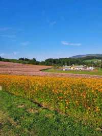 【太陽の丘えんがる公園コスモス園:北海道遠軽町】秋の訪れを教えてくれるコスモス🌸