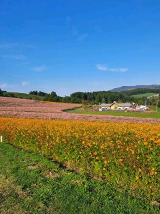 【太陽之丘遠輕公園波斯菊園：北海道遠輕町】宣告秋天到來的波斯菊