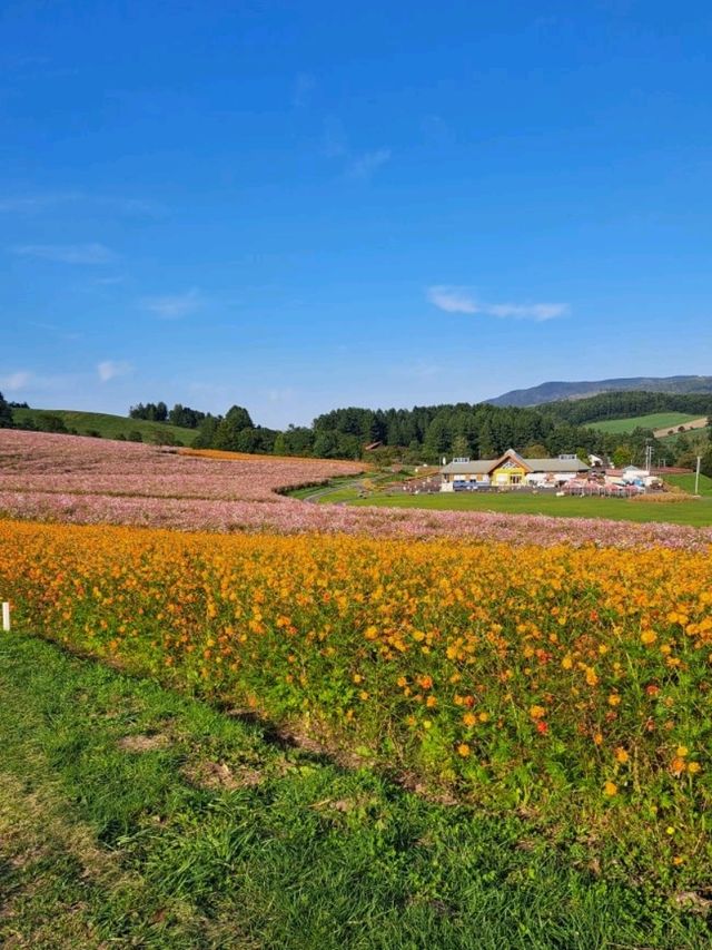 【太陽の丘えんがる公園コスモス園:北海道遠軽町】秋の訪れを教えてくれるコスモス🌸