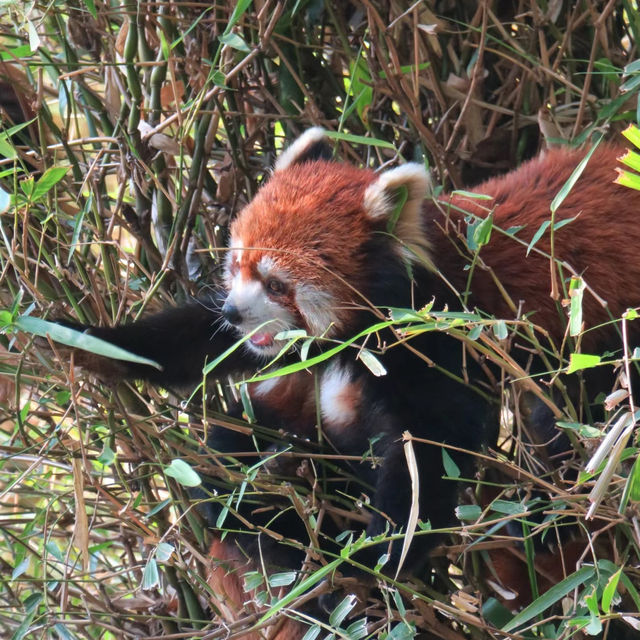 Linton Zoo：動物界的搞笑明星大聚會 🦁🎉