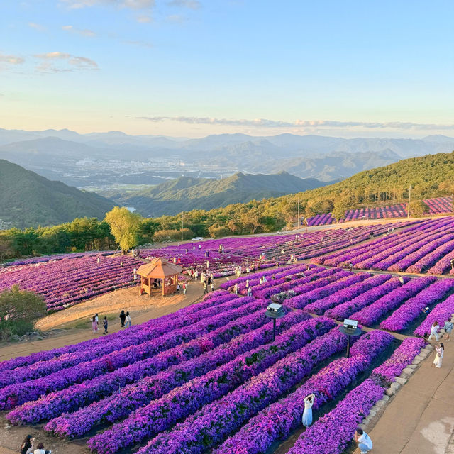 온통 보랏빛물결 거창 감악산 일몰부터 야경까지💜