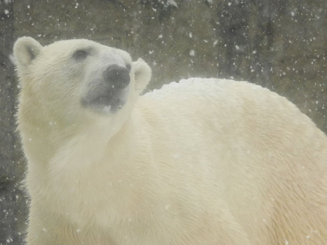 【北海道/旭川】ペンギンのお散歩に癒される！