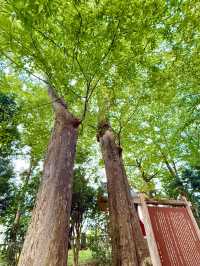 【埼玉県】秩父神社の裏側にある「柞の杜」が由来