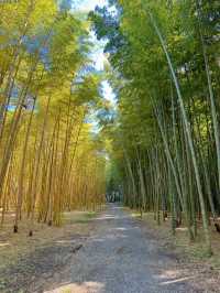 【栃木】あの人気映画のロケ地にもなった！マイナスイオンたっぷりの美しい竹林🫣🌿【宇都宮】