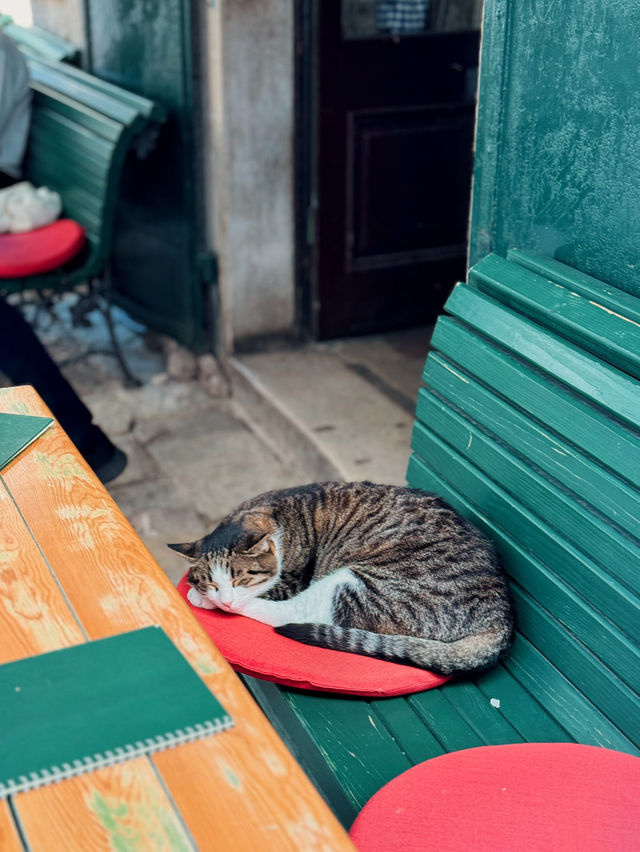 【モンテネグロ🇲🇪】コトルは猫の街🐈🐈‍⬛🐈🐾