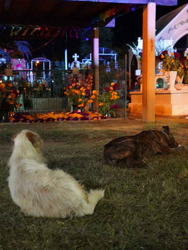 メキシコ｜死ぬまでに一度行きたいメキシコの死者の日へ行ってきた