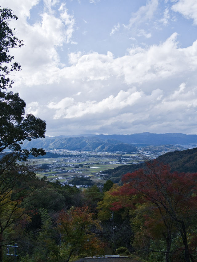 【ここ行って】本当は教えたくない🙅眺めもいい🤩山の上で見るイチョウ✨