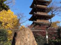 🍁上野公園銀杏黃 🍂金葉飄舞隨風翔