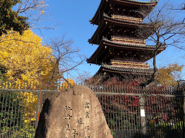 🍁上野公園銀杏黃 🍂金葉飄舞隨風翔