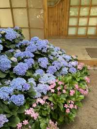 🌸Hydrangea Garden 🪴 Manhua Manor