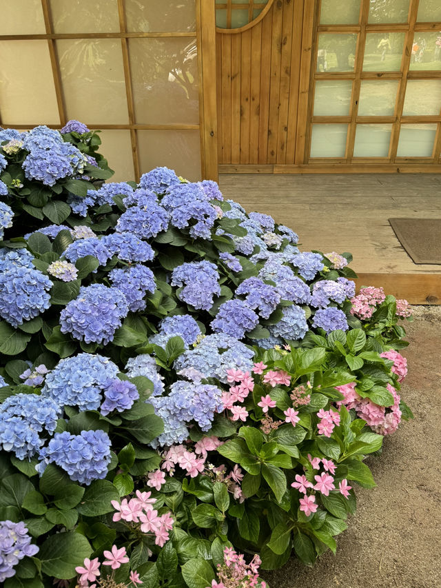 🌸Hydrangea Garden 🪴 Manhua Manor