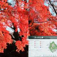 東京賞楓之行