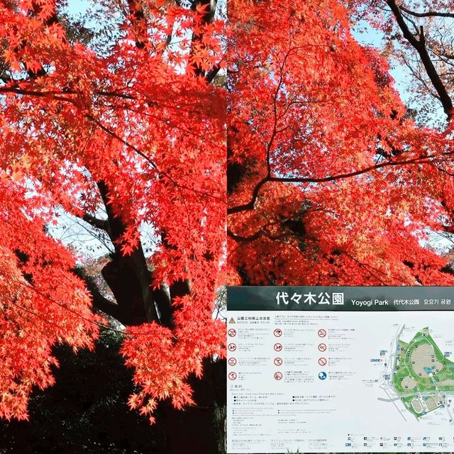 東京賞楓之行