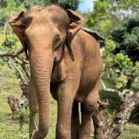 Elephant Nature Park (Chiang Mai)