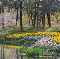 Taiziwan Park - The best place for Tulips in Hangzhou