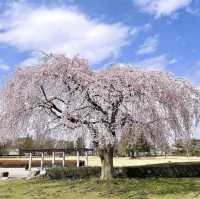 西公園，粉紅浪漫櫻花谷中野餐