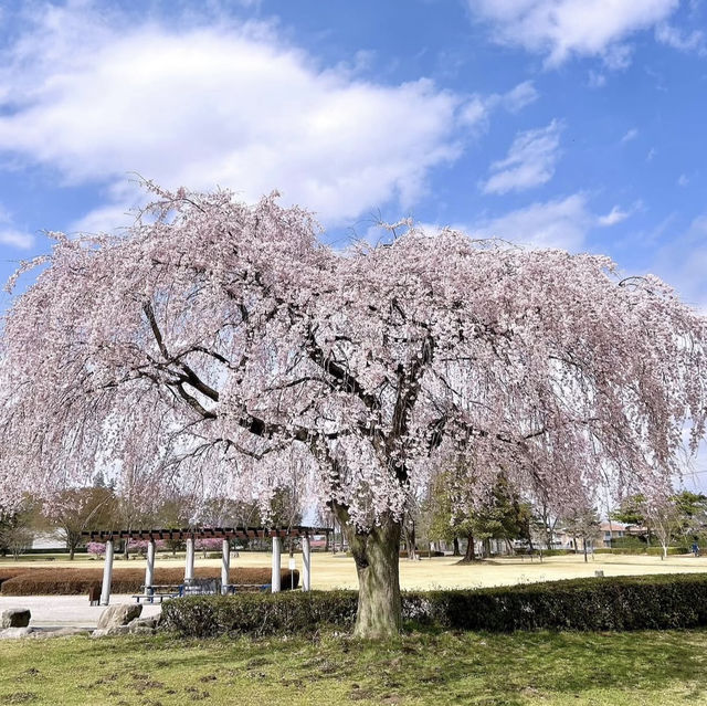 西公園，粉紅浪漫櫻花谷中野餐