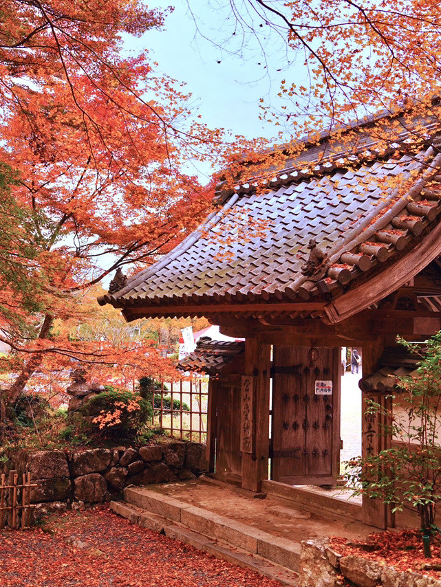 ここ行って】紅葉見頃終盤がおすすめ🍁敷きモミジでレッドカーペットが