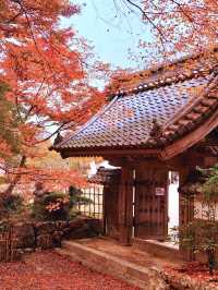 【ここ行って】紅葉見頃終盤がおすすめ🍁敷きモミジでレッドカーペットが作られる紅葉スポット✨