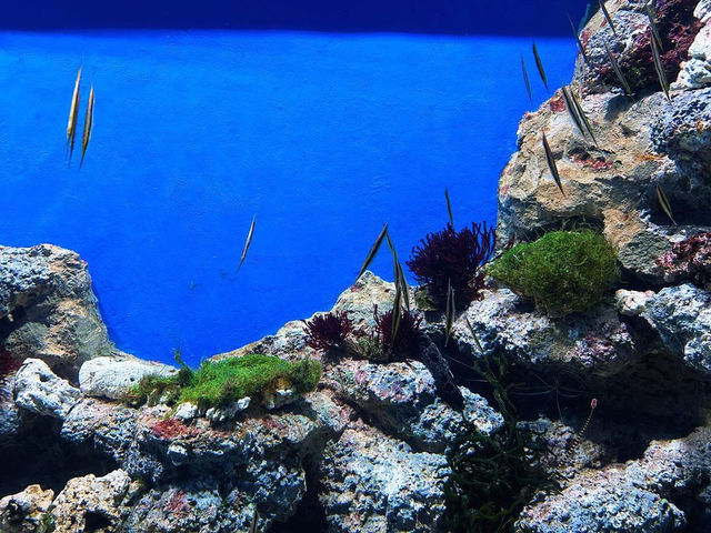 Dive into the Wonders of S.E.A. Aquarium @ Sentosa