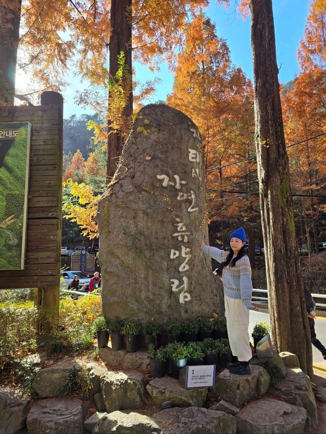 현실감없이 아름다운 가을여행 탑티어🍁