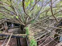 來安平樹屋納涼，欣賞榕樹與老宅共生的奇景