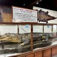 Beppu Hot Springs Hells Tour