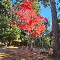 健行書寫山，沐浴於迷人的楓紅景緻。