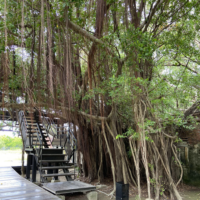 臺南｜第一次去台南必排景點-安平樹屋