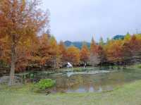 落羽松秘境！結合泡湯住宿的人間仙境！