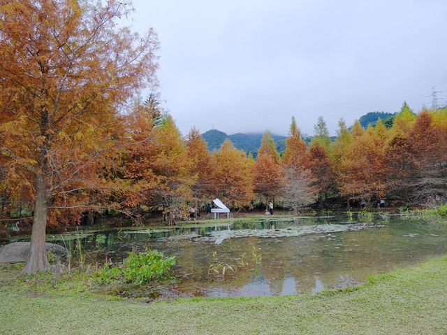 落羽松秘境！結合泡湯住宿的人間仙境！