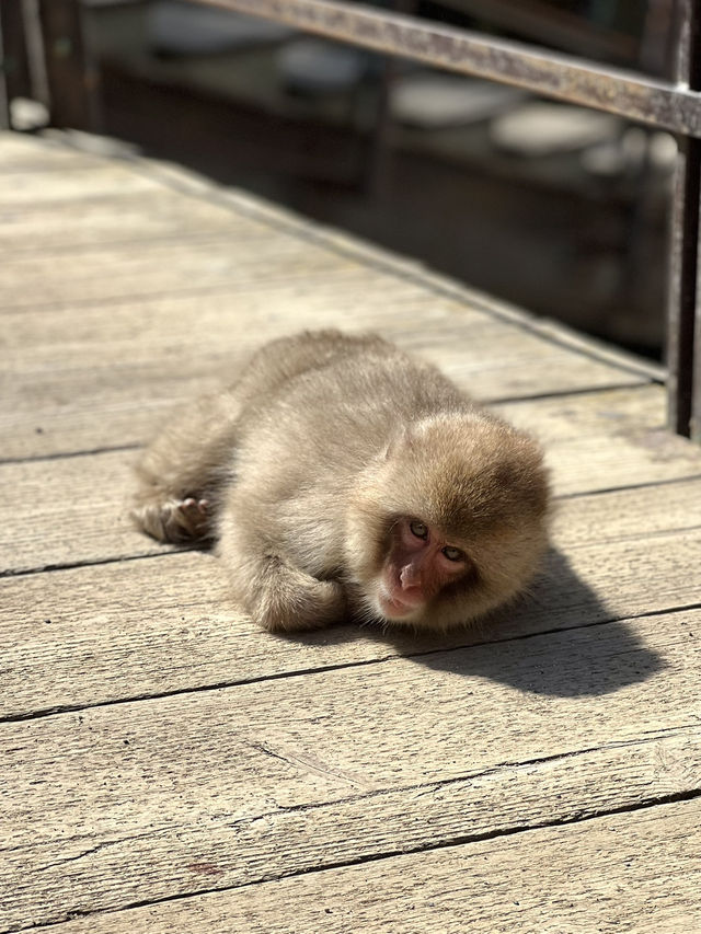 Meet adorable monkeys in Nagano🐒❤️❤️